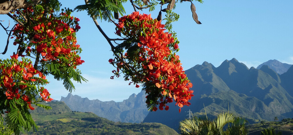 La Location Meublée : Aspects Juridiques, Comptables et Fiscaux à la Réunion
